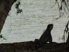 Iguana