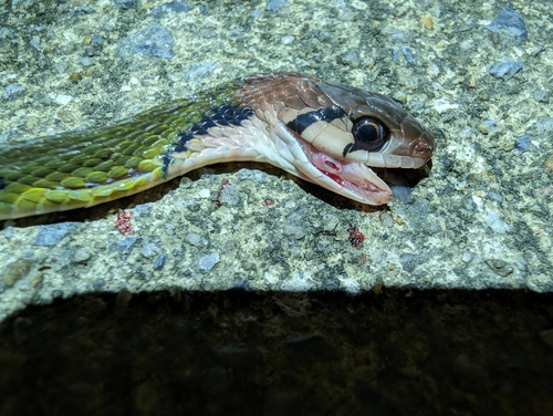 Banded Keelback