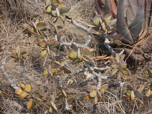 Image of Senecio crassissimus by (c) amantedarmanin, some rights reserved (CC BY)