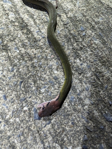 Banded Keelback