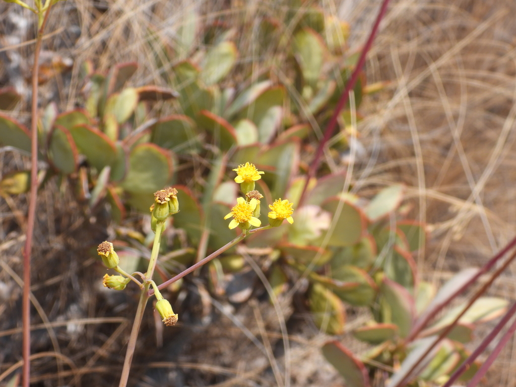 Senecio crassissimus (Humbert) Walp. 3