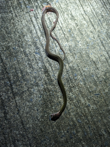 Banded Keelback