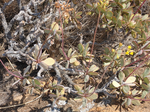 Senecio crassissimus, photograph 3