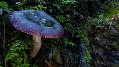 Russula macrocystidiata