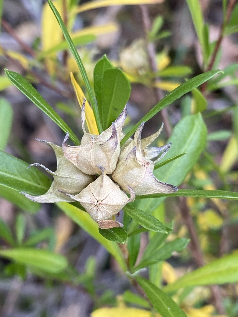horny hop bush