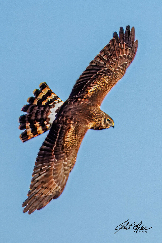 Northern Harrier In December 2023 By John Eppler. Female Northern 