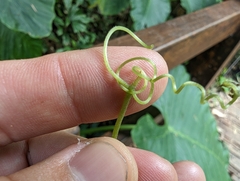(c) 潘立傑 LICHIEH_PAN, some rights reserved (CC BY) Trichosanthes pilosa, photograph (c) 潘立傑 LICHIEH_PAN, some rights reserved (CC BY)