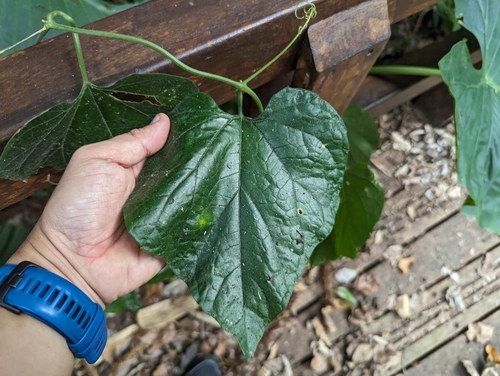 Trichosanthes pilosa, photograph 6