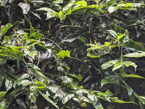 Pyrenaria microcarpa, photograph 1