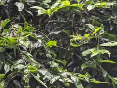 Pyrenaria microcarpa, photograph (c) 潘立傑 LICHIEH_PAN, some rights reserved (CC BY)