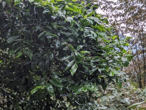 Pyrenaria microcarpa, photograph 2