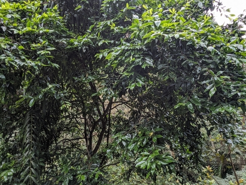 Pyrenaria microcarpa, photograph 3