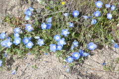 Nemophila menziesii