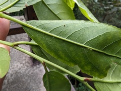 Pyrenaria microcarpa, photograph (c) 潘立傑 LICHIEH_PAN, some rights reserved (CC BY)