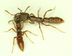 Stigmatomma oregonense