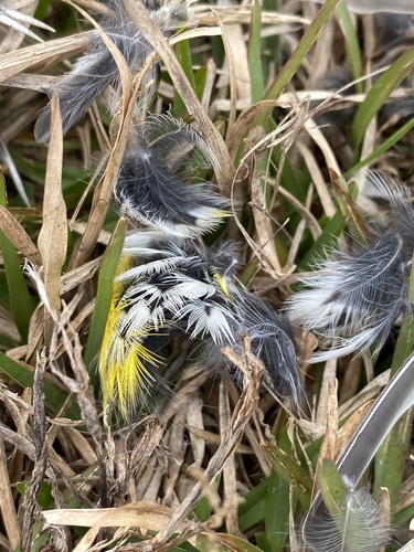 Yellow-rumped Warbler photographed in South Carolina