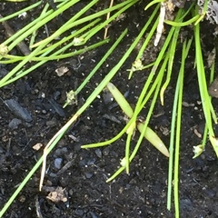Isolepis setacea