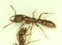 Stigmatomma oregonense
