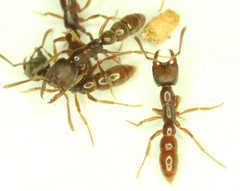 Stigmatomma oregonense