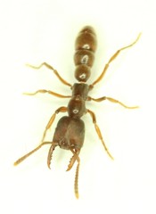 Stigmatomma oregonense
