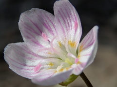 Claytonia
