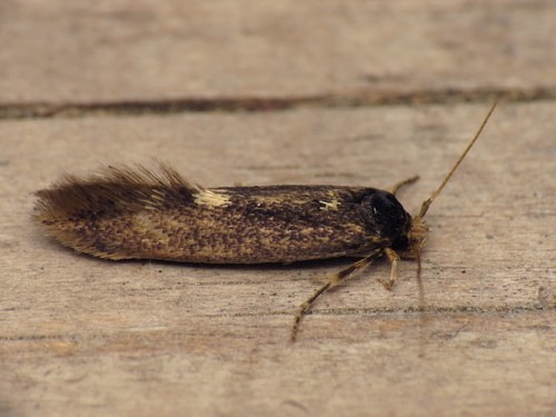 Detritus Moth