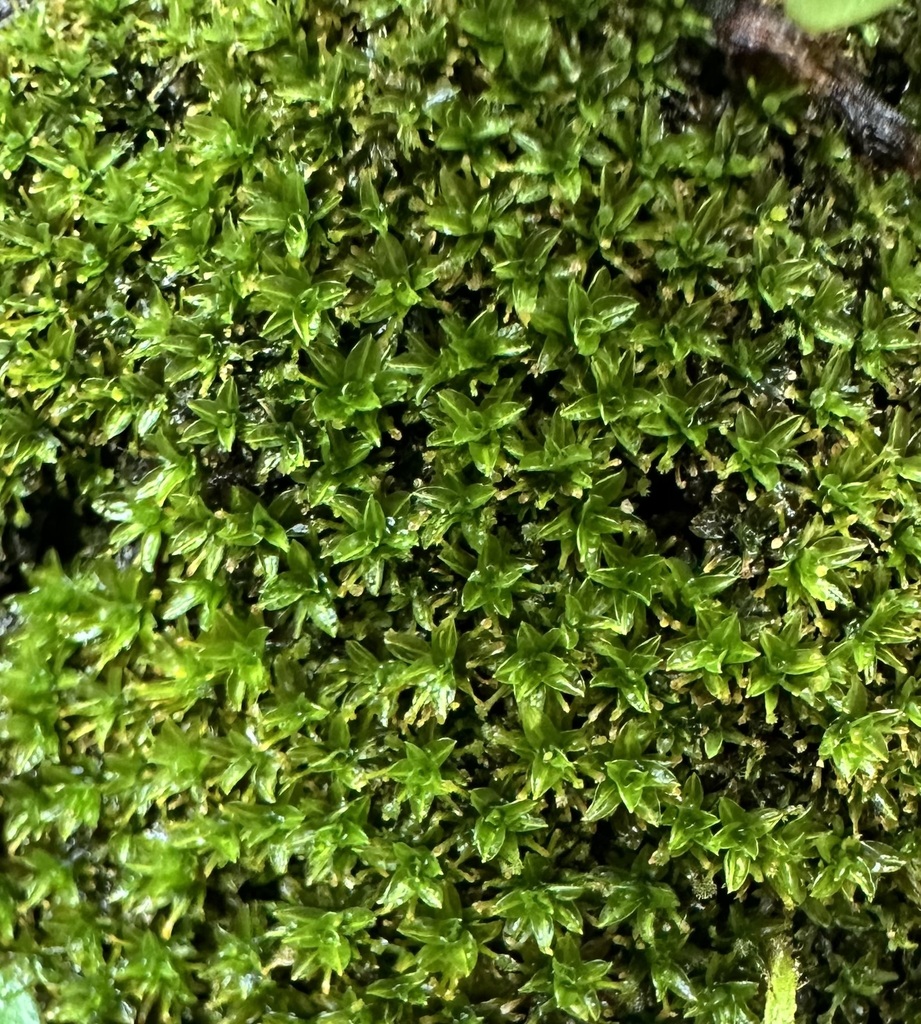 Calymperes palisotii (Calymperes palisotii)