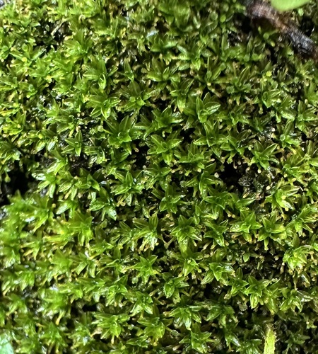 Calymperes palisotii