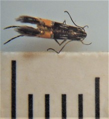 Cosmopterix attenuatella