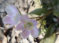 Claytonia