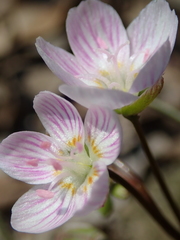 Claytonia