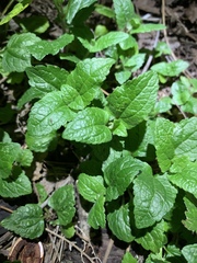 Conoclinium coelestinum