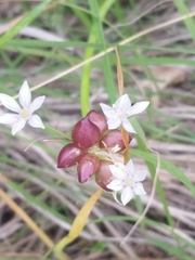 Allium canadense canadense