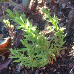 Lysimachia linum-stellatum