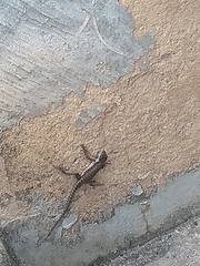 Tropidurus torquatus