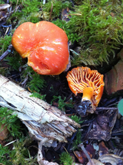 Pseudohygrocybe