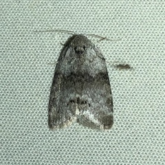 Polygrammate cadburyi