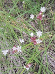 Allium canadense canadense