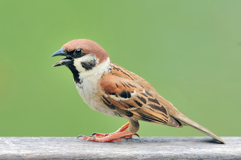 Foto de Eurasian Tree Sparrow