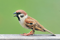 Eurasian Tree Sparrow photo 5
