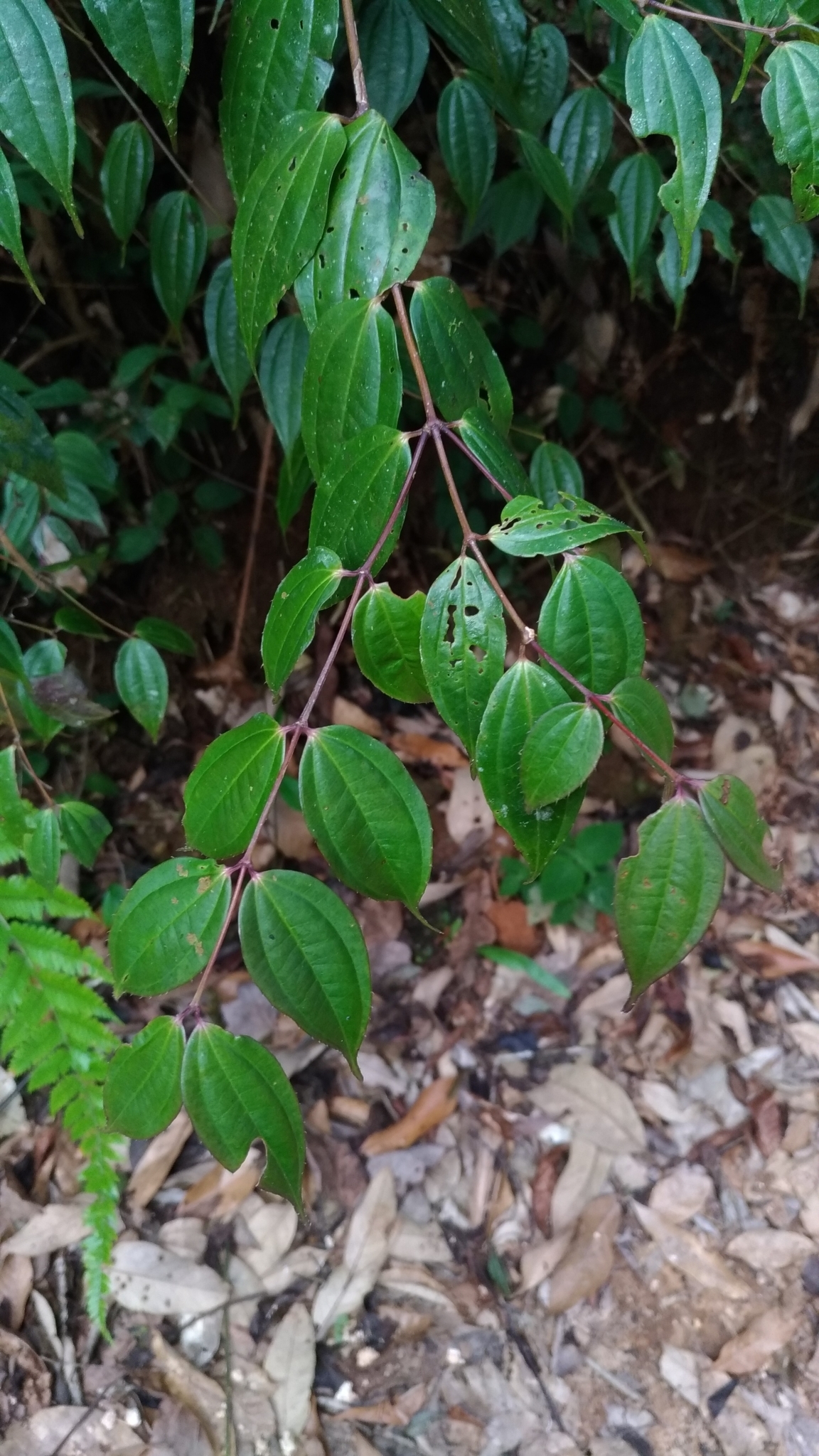 Pseudodissochaeta septentrionalis (Pseudodissochaeta septentrionalis)