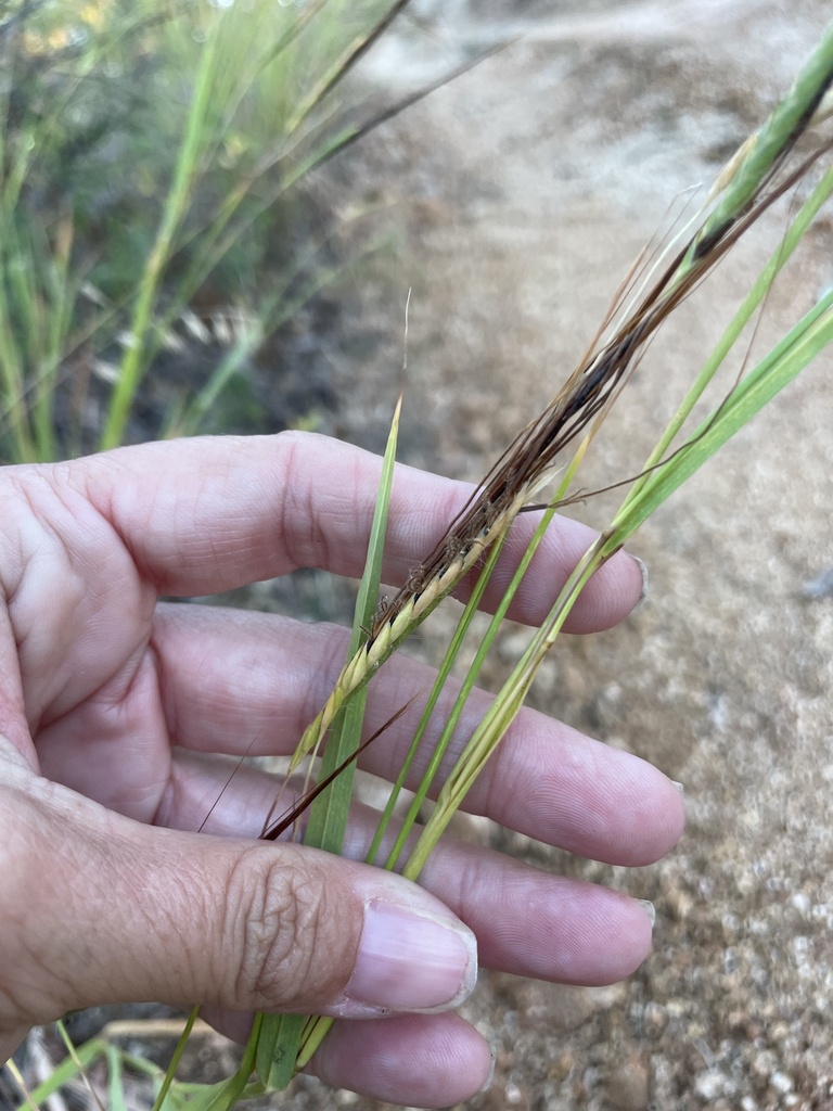 tanglehead from La Paz, B.C.S., MX on December 15, 2023 at 05:15 PM by ...