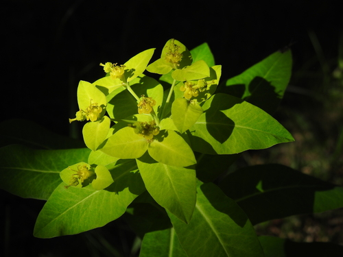Image of Euphorbia hyberna by (c) Yves Bas, some rights reserved (CC BY)