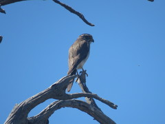 Spiziapteryx circumcincta