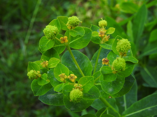 Image of Euphorbia hyberna by (c) Yves Bas, some rights reserved (CC BY)