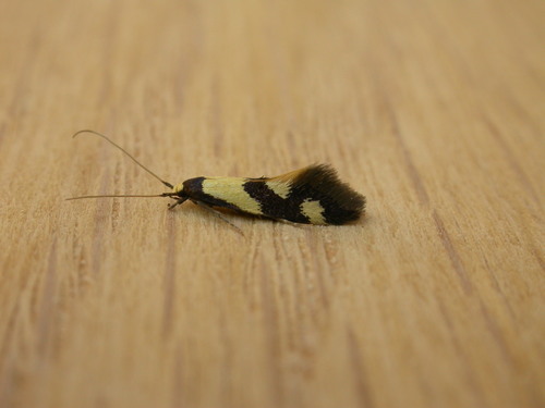 Opogona comptella (Walker, 1864)