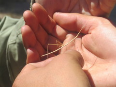 Carphoproscopia lancea