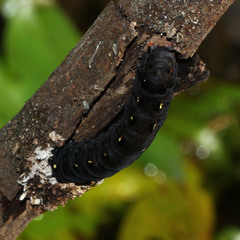 Lepidoptera