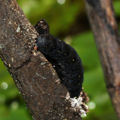 Lepidoptera