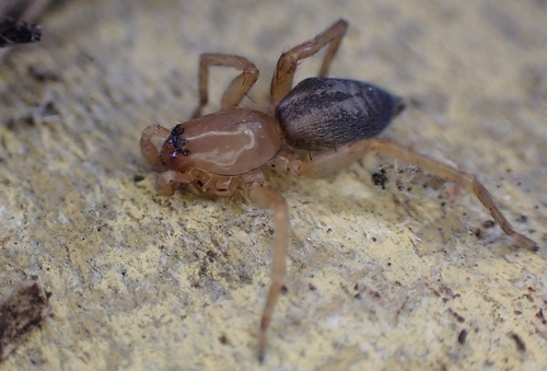 Bark Sac Spider, Gloucester, UK, photo 10 of 10